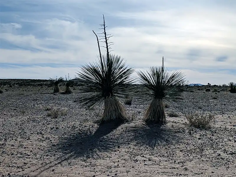 Photo of an agave tree at Aden Hills OHV Area, Las Cruces, New Mexico
