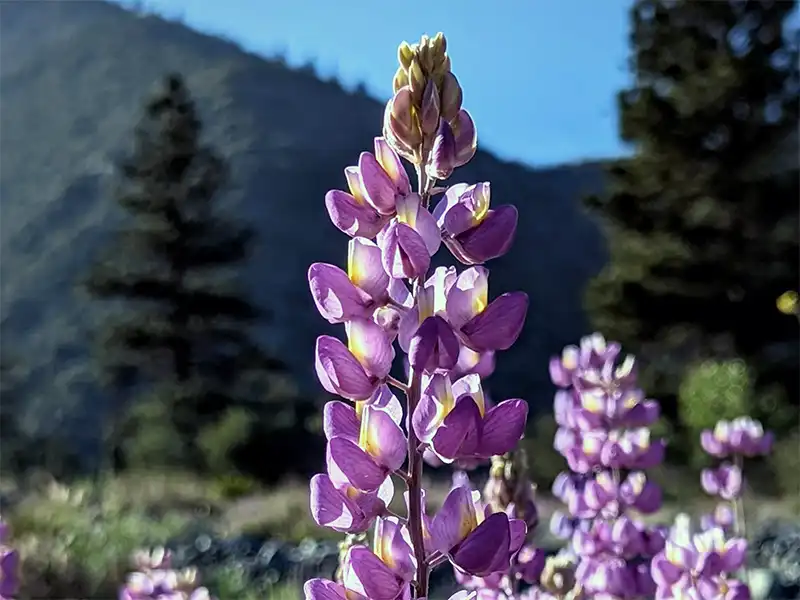 Photo of Lupine in bloom at Cold Camp Yellow Post Site, Lytle Creek, CA