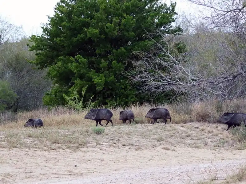 Photo of feral hogs at falcon county park texas