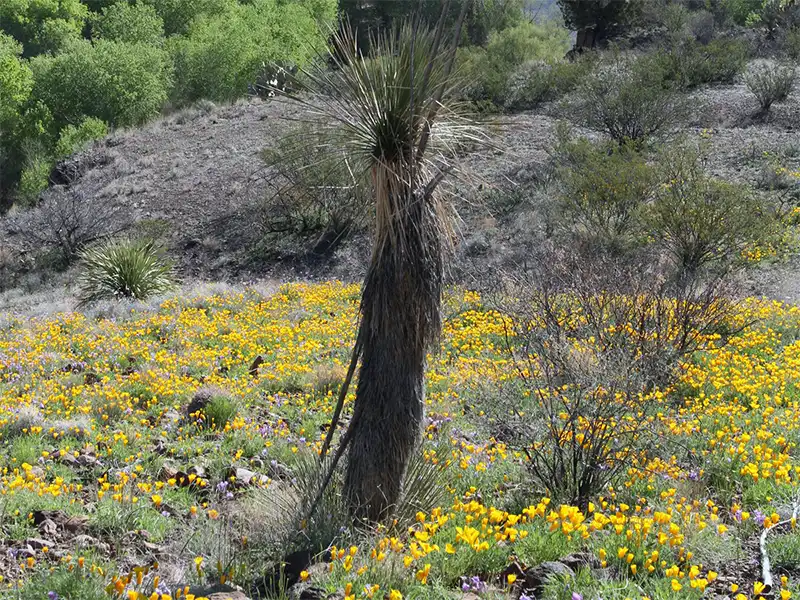 Photo of an agave plant at fishermans point, gila lower box canyon, new mexico