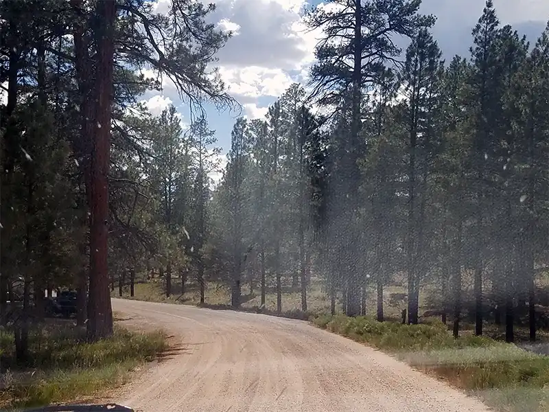 photo of the road through forest road 302, kaibab national forest