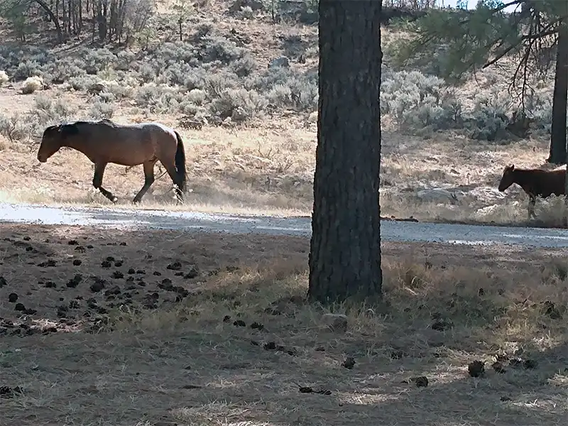 photo of wild horses at forest road 302, kaibab national forest