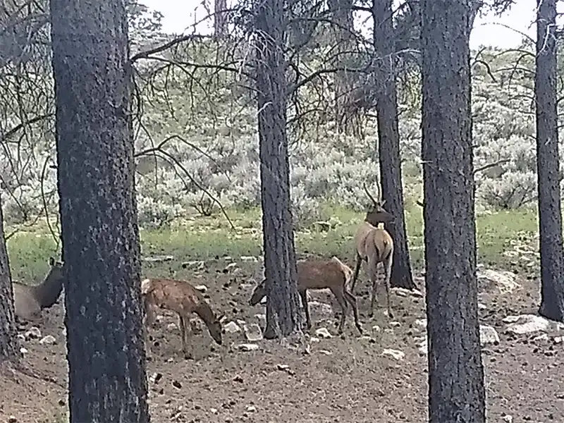 Photo of deer at Forest Road 305, Kaibab National Forest