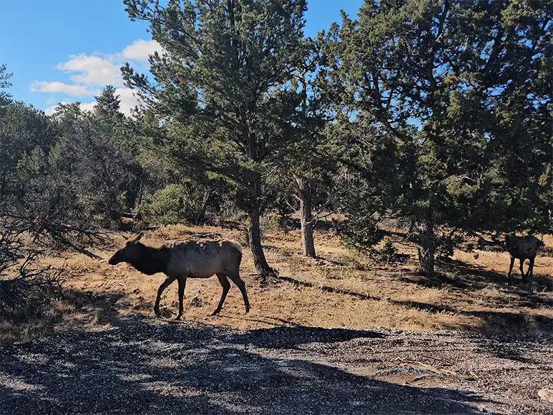 Photo of elk at forest road 307, kaibab national forest