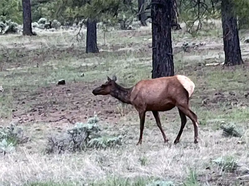 Photo of elk at Forest Road 688, Kaibab National Forest