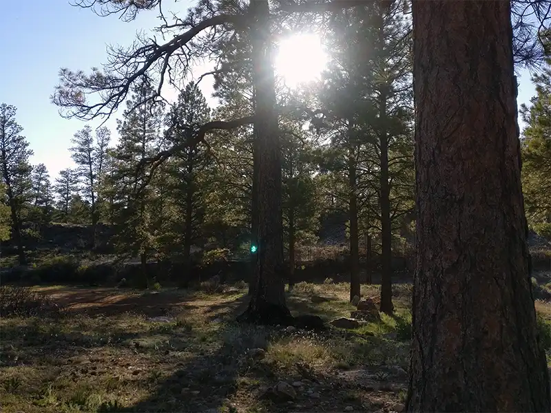 Photo of trees at Forest Road 688, Kaibab National Forest