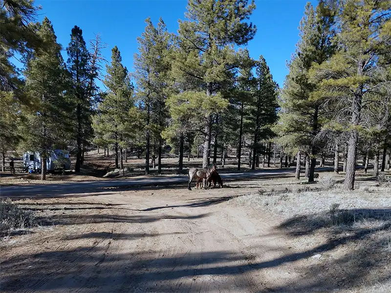 photo of wild horses at Forest Road 688, Kaibab National Forest