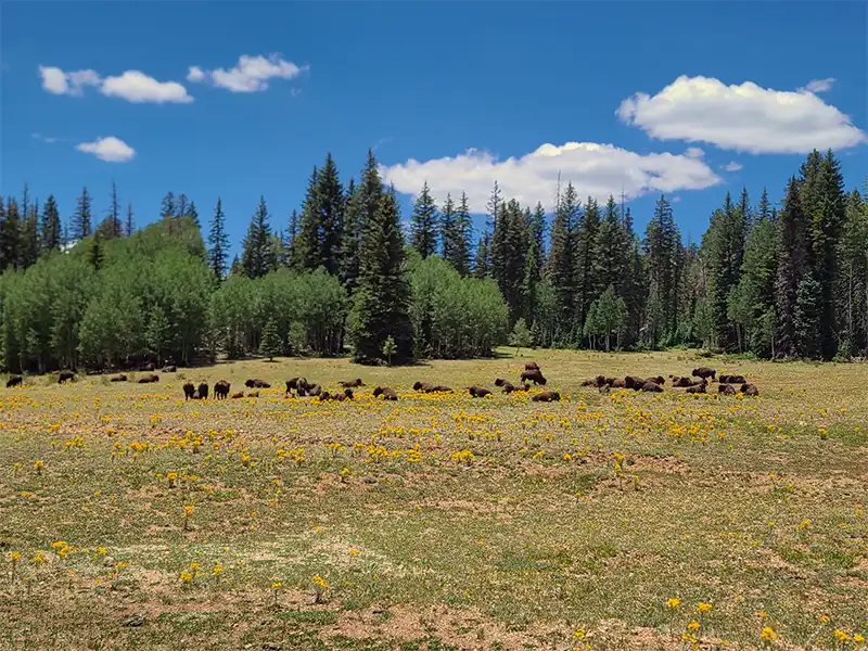 Photo of bison at east side of highway 67, north rim, kaibab national forest
