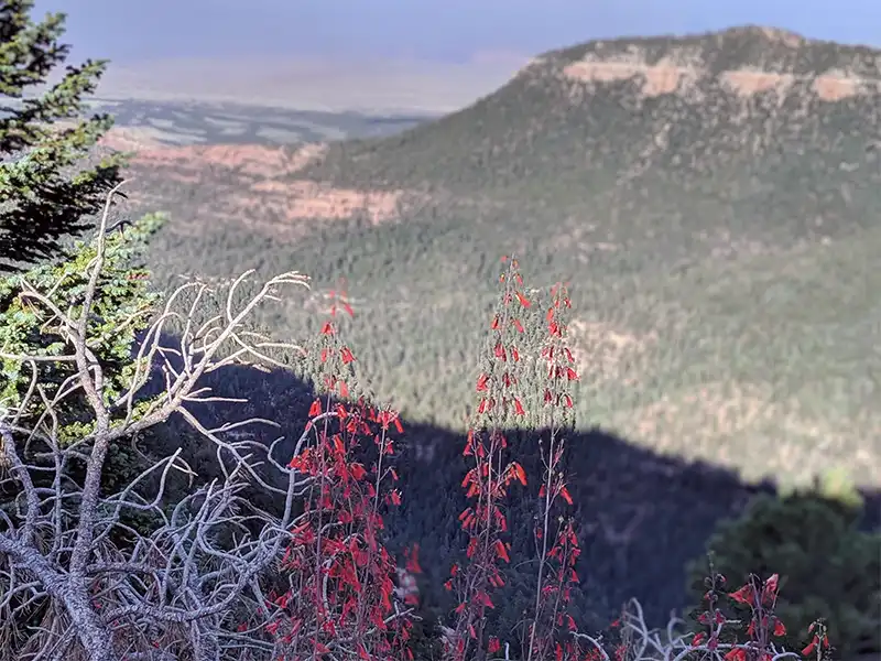 photo of wild sage growing along West Side, Highway 67, North Rim, Grand Canyon