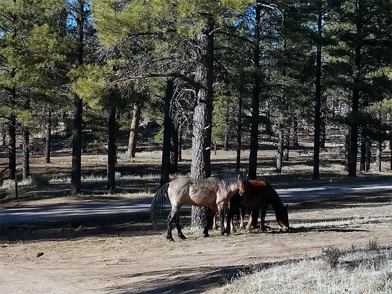 Photo of wild horses at Long Jim Loop, Kaibab National Forest