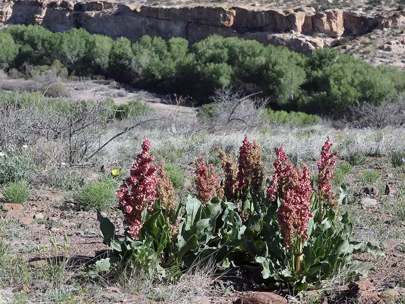 Photo of red flowers at Nichols Canyon, Gila Lower Box Canyon, New Mexico