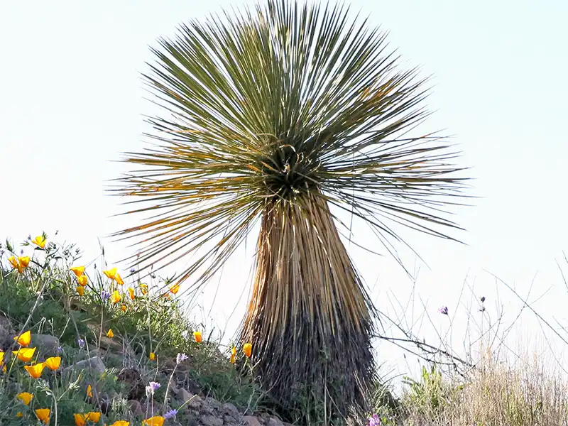Photo of an agave at Spring-on-the-Bluff, Gila Lower Box Canyon, New Mexico
