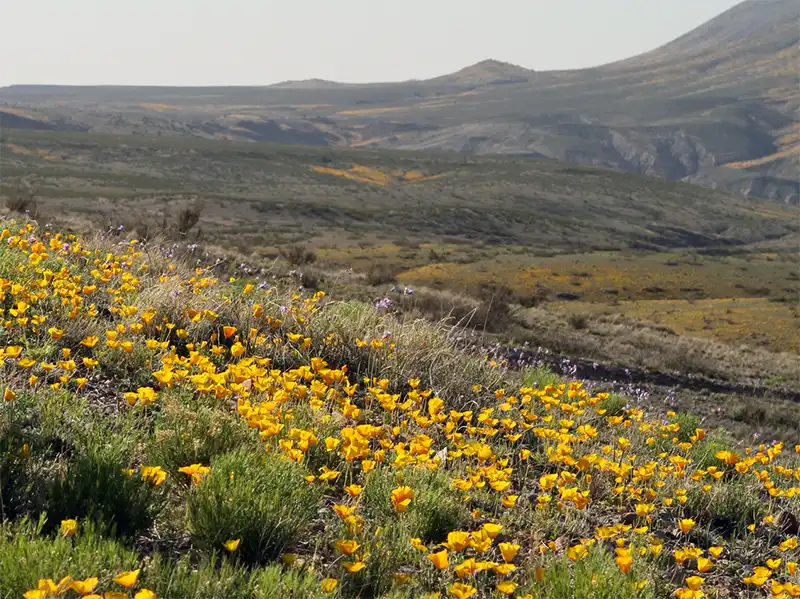 Photo of yellow poppies at Spring-on-the-Bluff, Gila Lower Box Canyon, New Mexico
