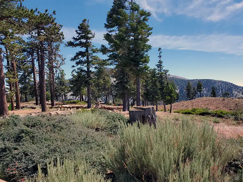 Guffy Campground, Wrightwood, CA